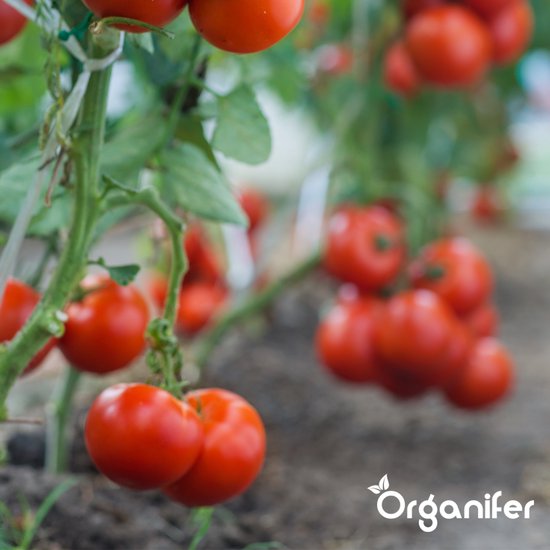 Rijpe rode tomaten aan een plant in een kas.