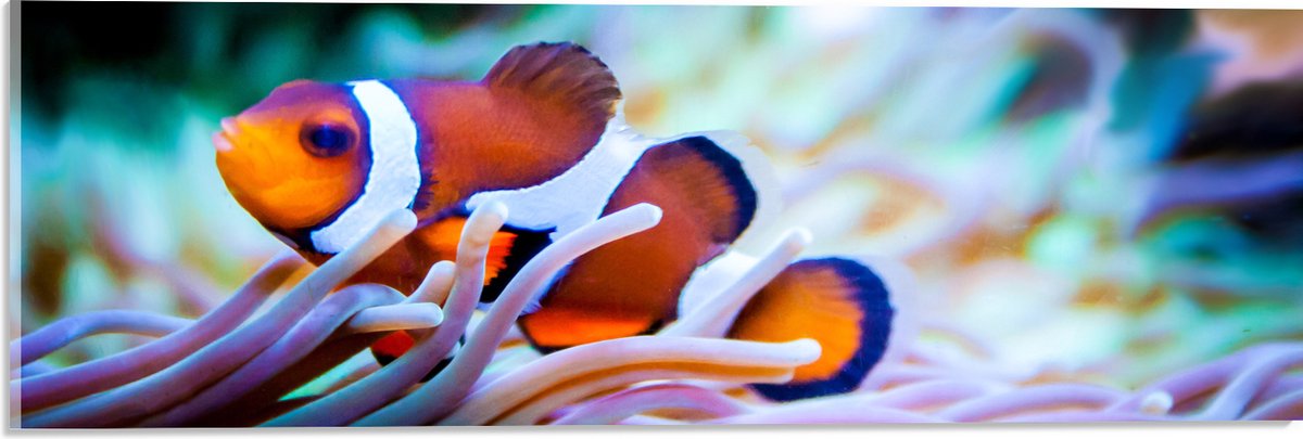 Acrylglas - Clownvis in een Aquarium - 60x20 cm Foto op Acrylglas (Met Ophangsysteem)
