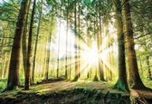Papier peint Lever de soleil à travers les arbres de la forêt | V8 - 368 cm x 254 cm | Polaire 130gr / m2