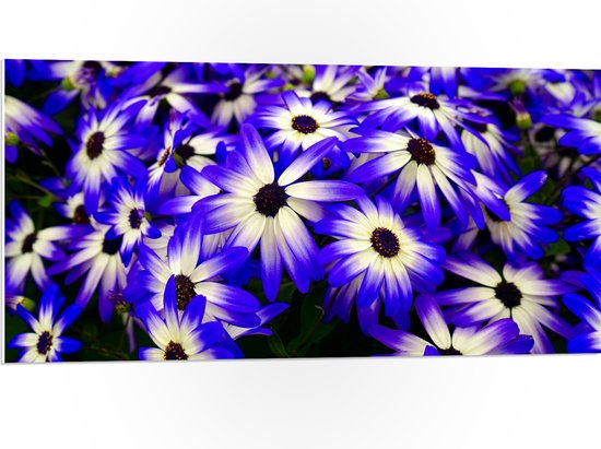 PVC Schuimplaat - Struik gevuld met Blauw met Witte Bloemen - 100x50 cm Foto op PVC Schuimplaat (Met Ophangsysteem)