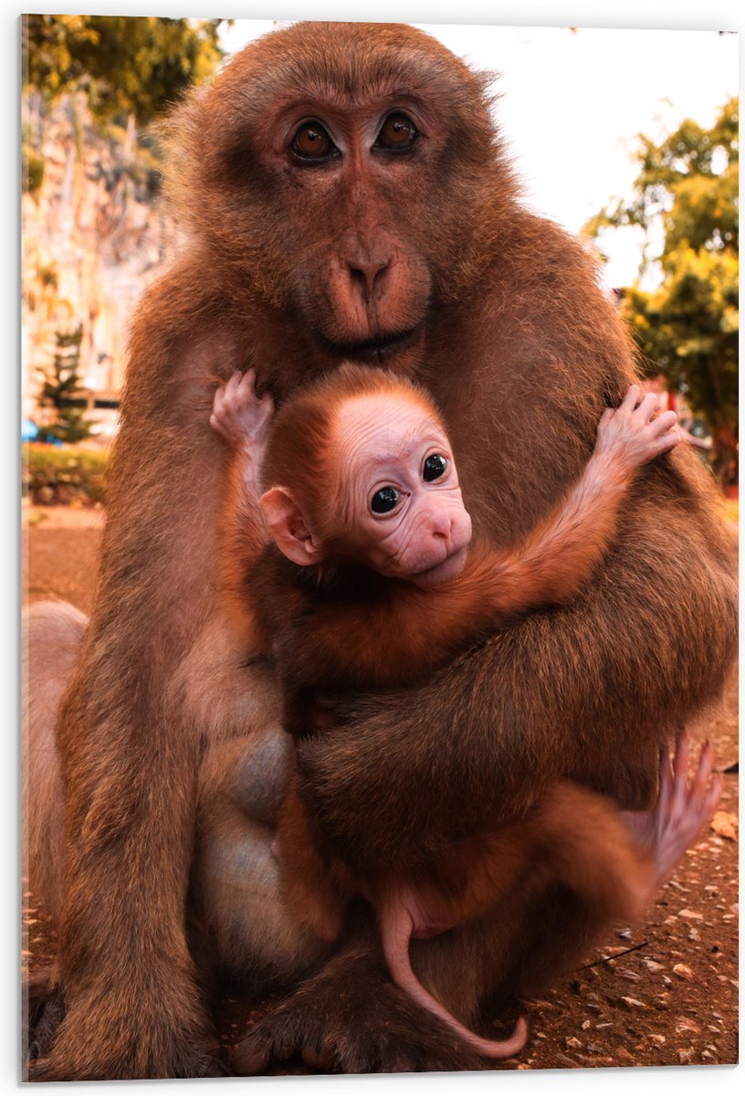 Acrylglas - Bange Baby Aap Hangend in Armen van Moeder Aap - 50x75 cm Foto op Acrylglas (Met Ophangsysteem)