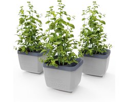 GUSTA GARDEN Herbs Buddy - Zelfbewaterende pot & kruidenpot voor keuken & vensterbank, ideaal voor basilicum, watertank, waterniveau-indicator