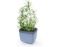 GUSTA GARDEN Herbs Buddy - Zelfbewaterende pot & kruidenpot voor keuken & vensterbank, ideaal voor basilicum, watertank, waterniveau-indicator
