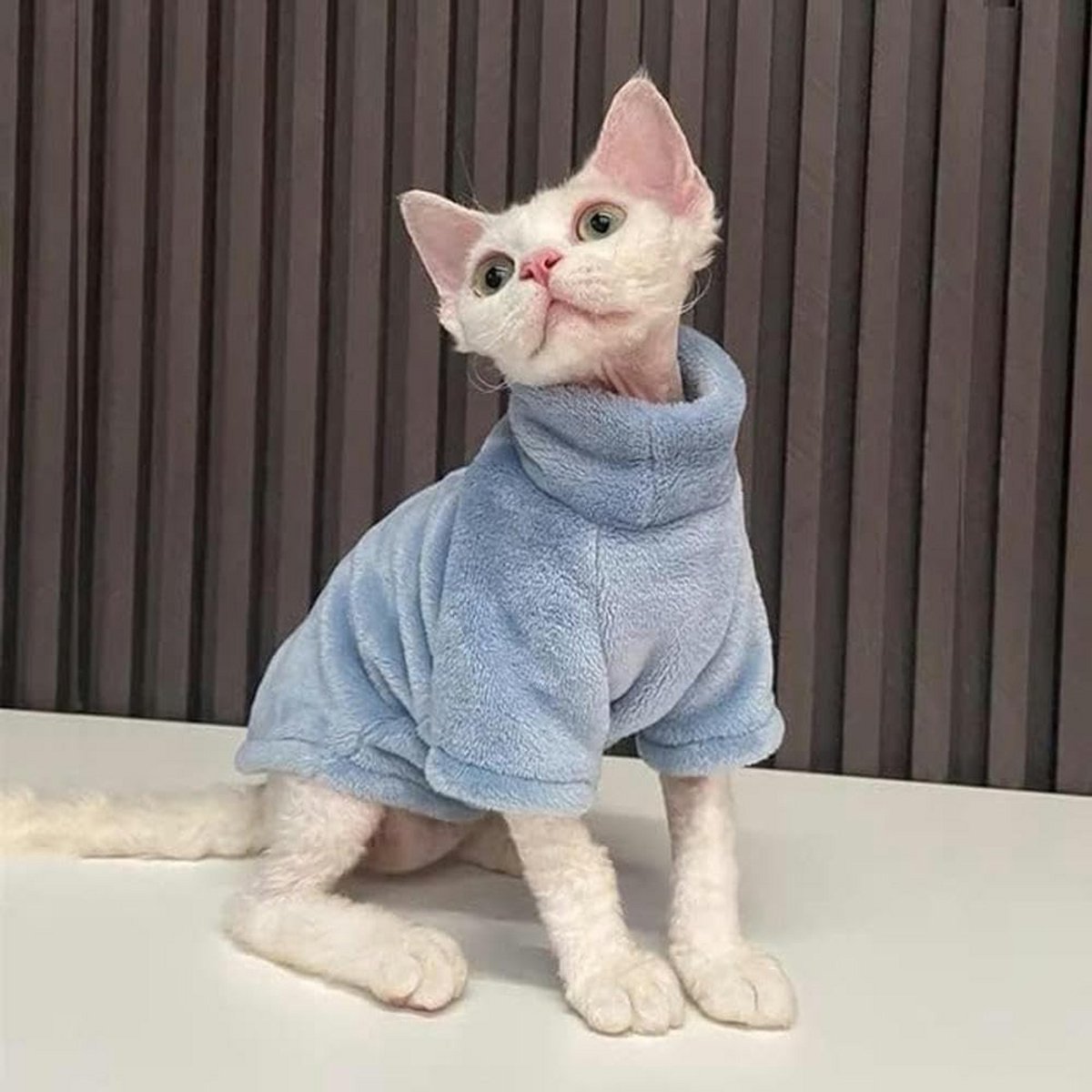 Zachte Winter Hoodie Jasje voor Katten - Warm & Comfortabel Huisdier Kleding (M)