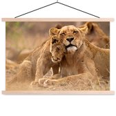 Lionne à la jeune affiche textielposter lattes vierge 60x40 cm