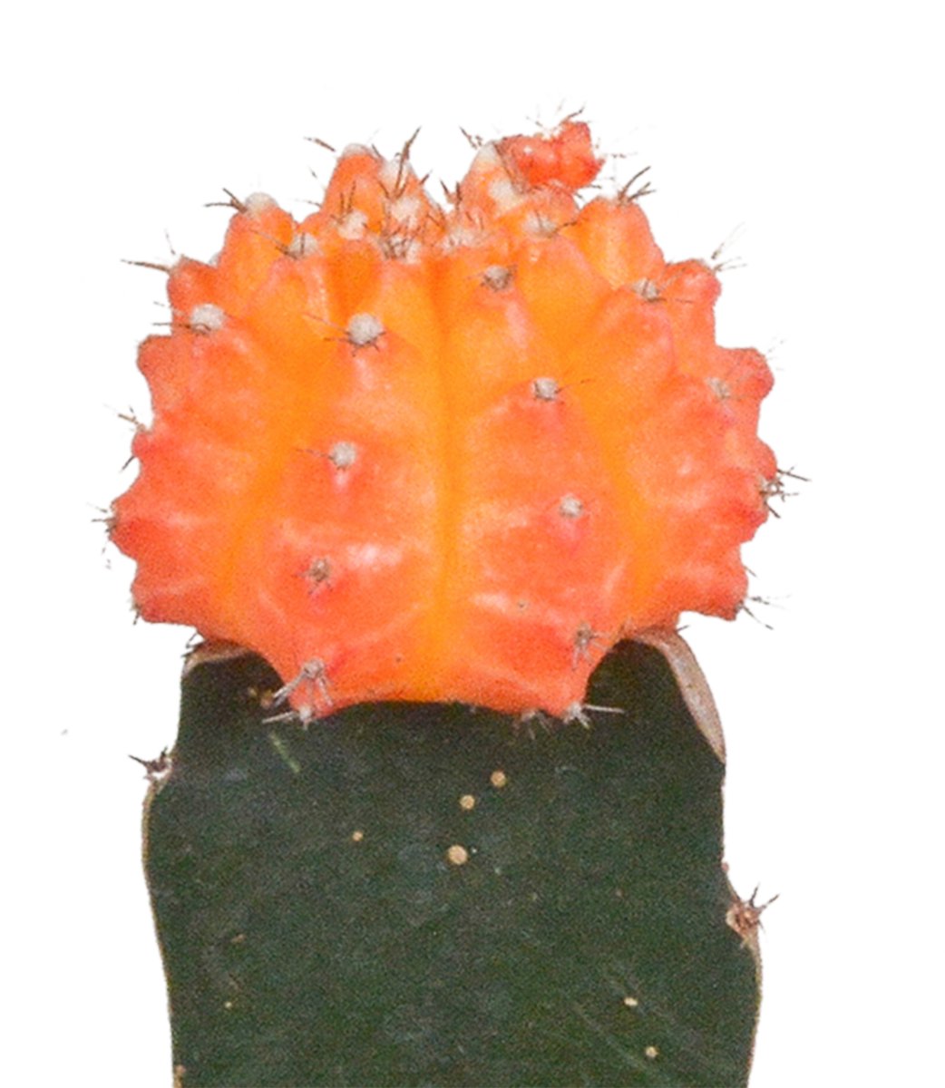 Euphorbia meloformis variegata - Gymnocalycium mix - 5,5cm - 3x