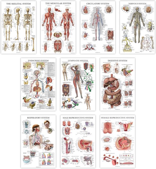 Lot de 10 Posters Anatomie - 45,7 x 61 cm - Cuir sur le corps humain