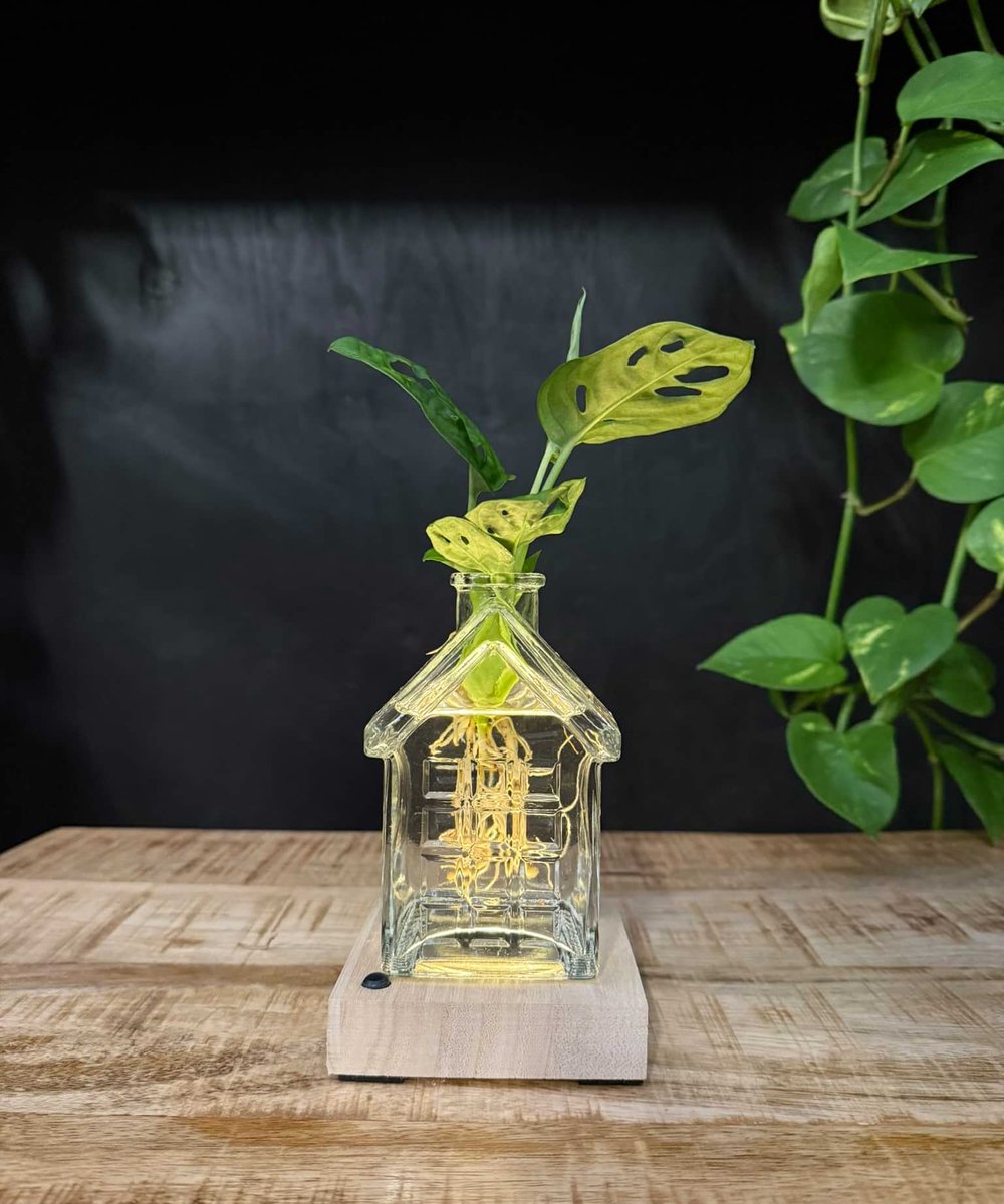 OSLO | Het glazen huis(je) +LED + Monstera