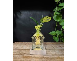 OSLO | Het glazen huis(je) +LED + Monstera