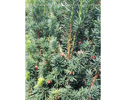 Venijnboom Taxus media Hicksii 120-140 cm, 50x Haagplant