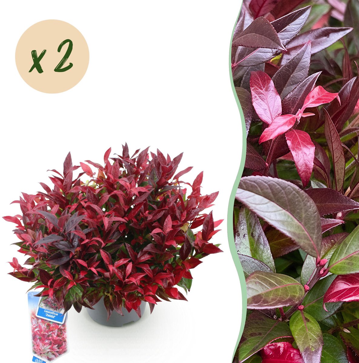 Plantenboetiek.nl | Leucothoe Zeblid - Rood - 2 Planten - Groenblijvend - Weinig Onderhoud - Ø17cm - 35-45cm hoog - Tuinplant