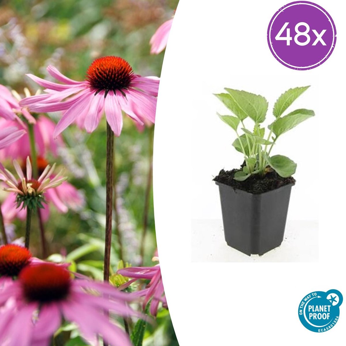 Trendyplants - Echinacea purpurea 'Magnus' - 48 stuks - Zonnehoed - Winterhard - Hoogte 10-30 cm - Potmaat Ø9 cm