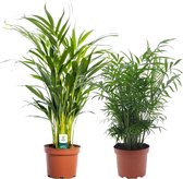 Plant in a Box - Mix van 2 Palmen - Areca, Chamaedorea - Pot 17cm - Hoogte 50-70cm - Kamerplanten