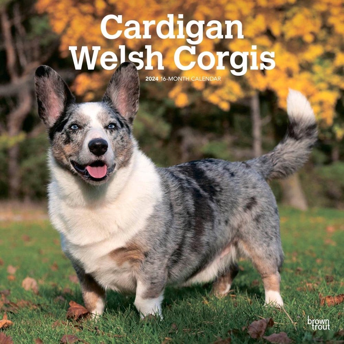 Welsh Corgi Kalender 2024 Cardigan
