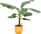 Green Bubble - Bananenplant (Musa) inclusief elho Jazz round Amber yellow Ø23 - 100 cm