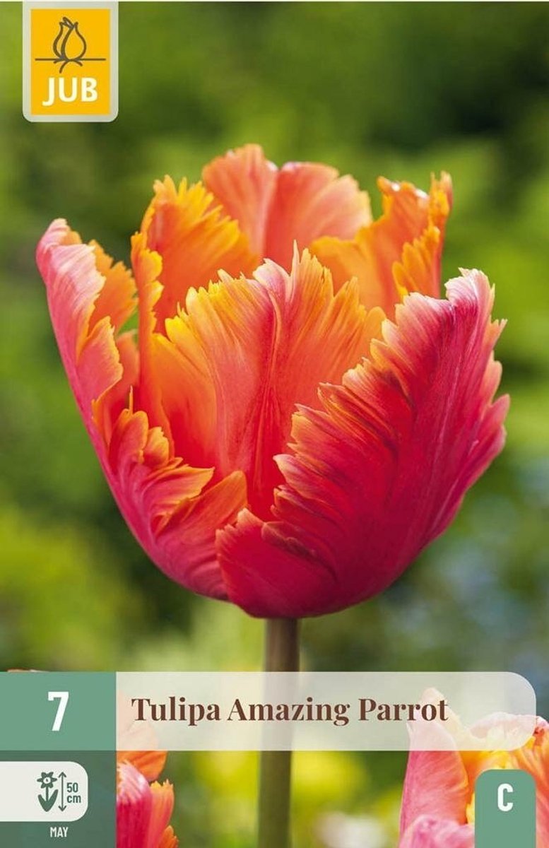 Tulipa amazing parrot 7st JUB