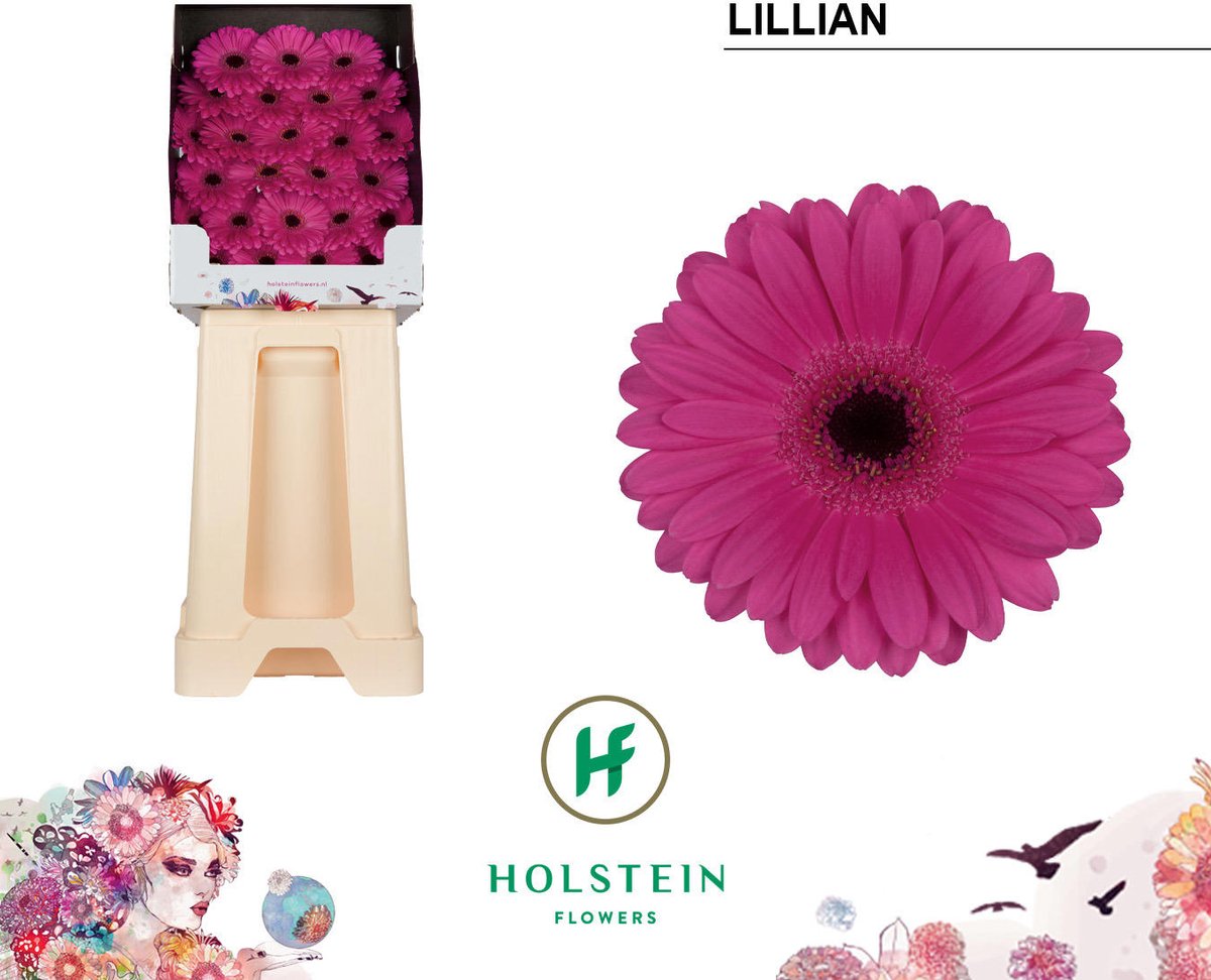 25x Germ.lillian 70cm