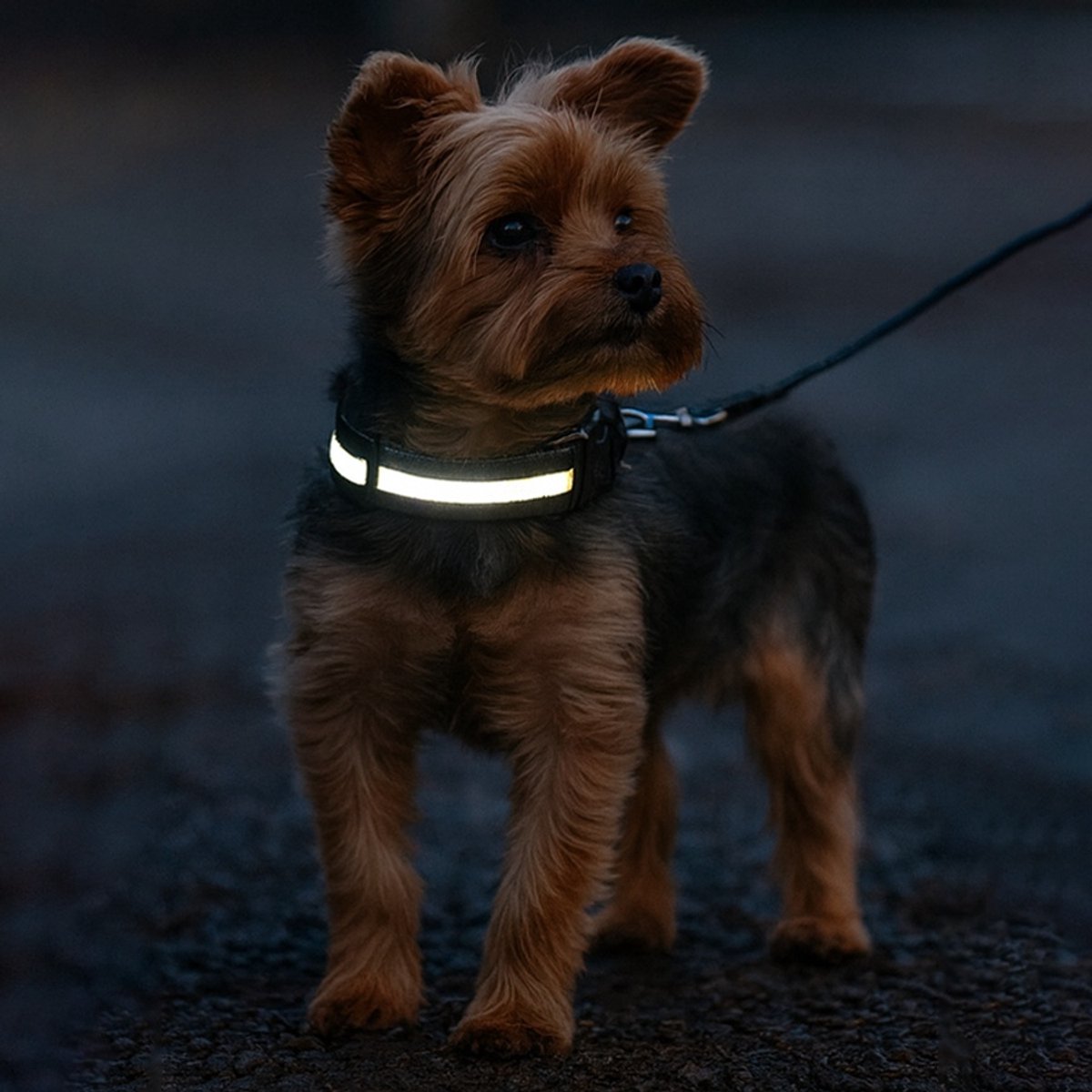 Oplaadbare LED-halsband Geschikt voor reflecterende details Geschikt voor honden - Maat XL - Zwart
