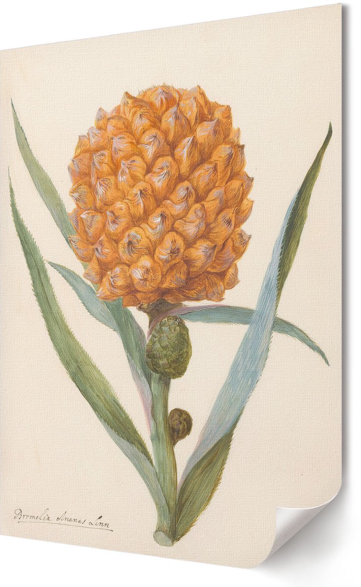 Coloray Polycanvas Wandposter - Bromelia Ananas, Schilderen - 420 x 594 - Oranje Wanddecoratie - Rechthoek - Wandkunstwerk - Woonkamer, Slaapkamer, Kantoor - Klassiek