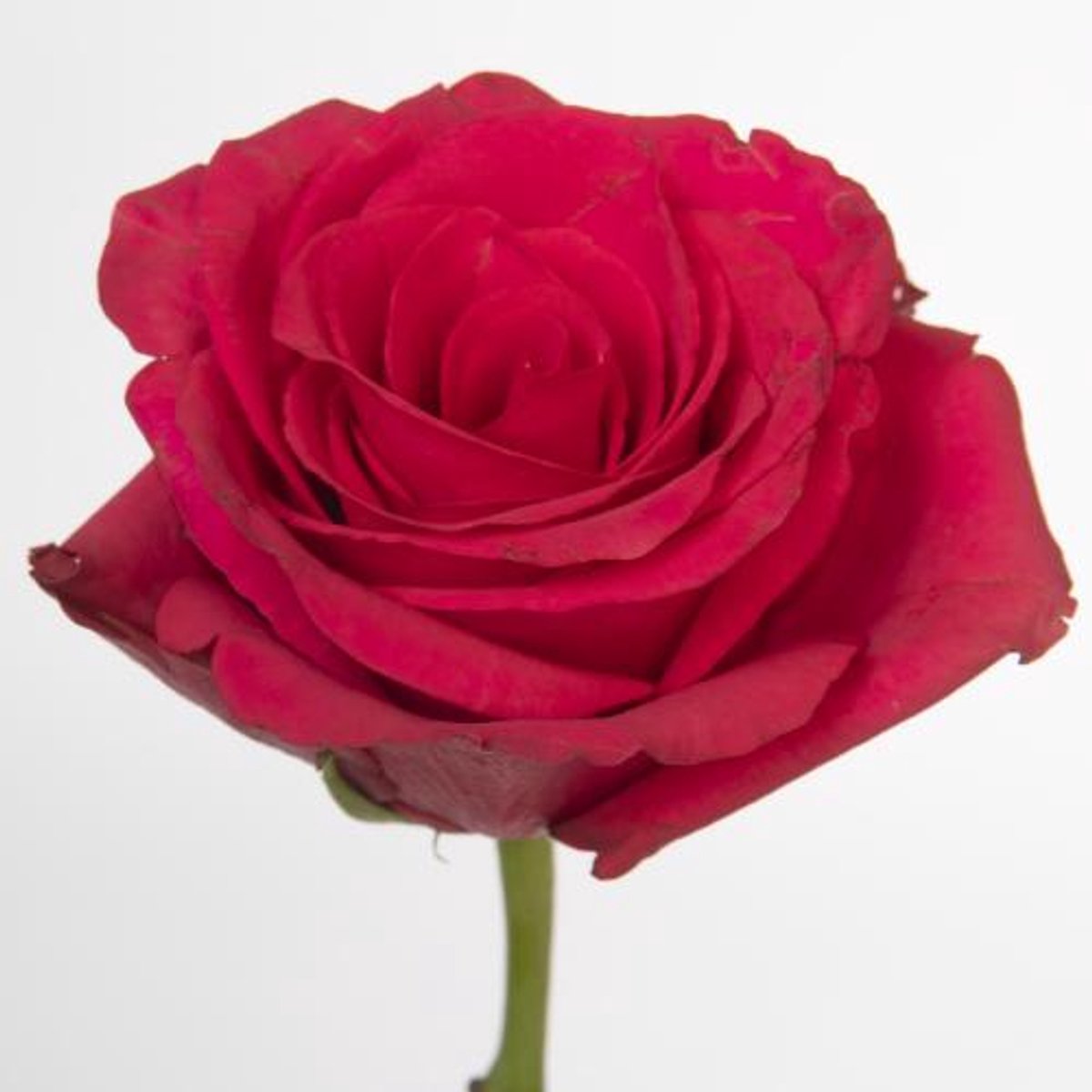 25x Rosa hot explorer 50cm