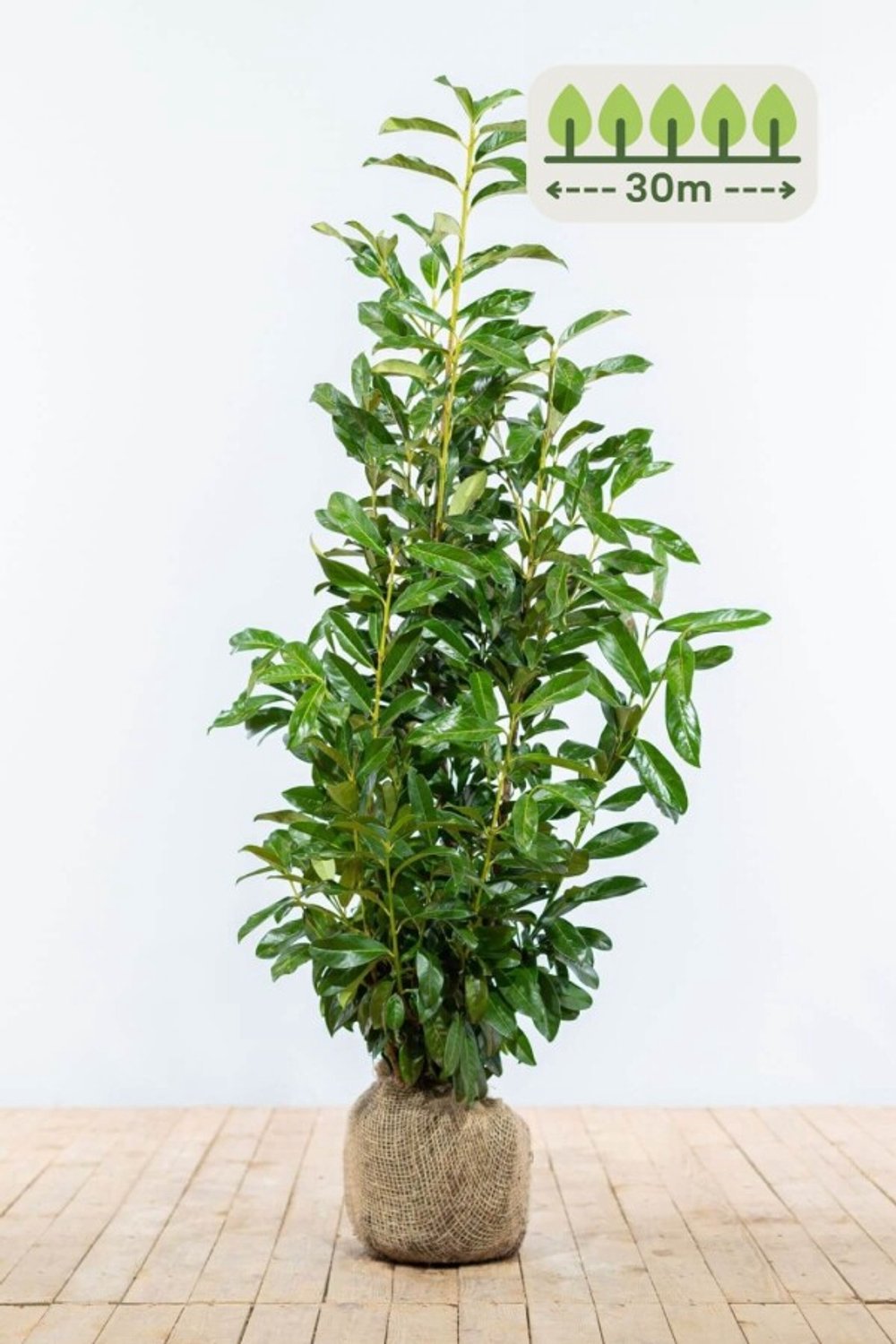 Laurier 'Genolia' 80-100 cm voor 30 meter - 90st. Prunus laurocerasus 'Genolia'