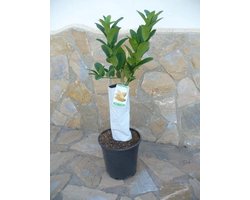 Citrusboom en vruchtenboom - Buddha Hand-citroen - Voor tuinieren buitenshuis - Unieke dikke stam - Pakket van 9 kg