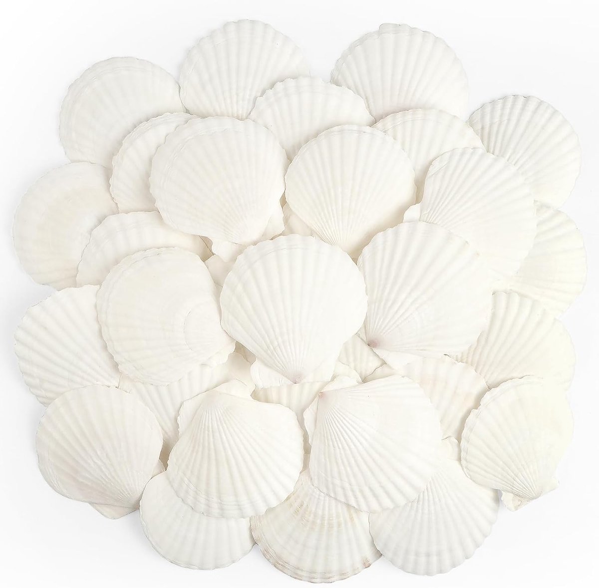 20 stuks Sint-jakobsschelpen, natuurlijke zeeschelpen, 6 cm-8 cm, witte sint-jakobsschelpen, grote zeeschelpen voor ambachten, bruiloft, decoratie, strandthemafeest, vaasvuller