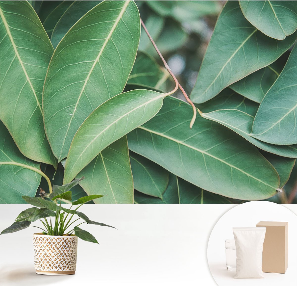 Wallfluent Fotobehang - Groente Vliesbehang - 152x104 cm - Groene Bladeren Fotobehang Vlies - Woonkamer behang Bloemen En Planten - Muurschildering - Woonkamer behang