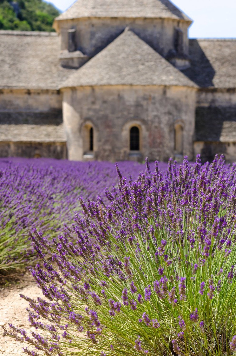 Vgdesign Lavendel bij stenen huis 50x70 cm tuinposter banner VGDesign onbekend