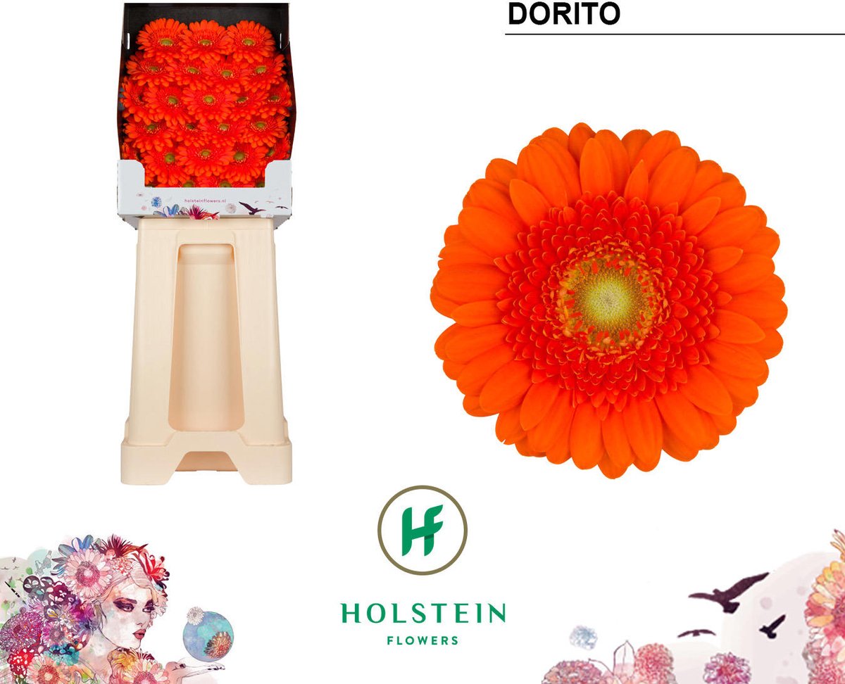 25x Germ.dorito 70cm