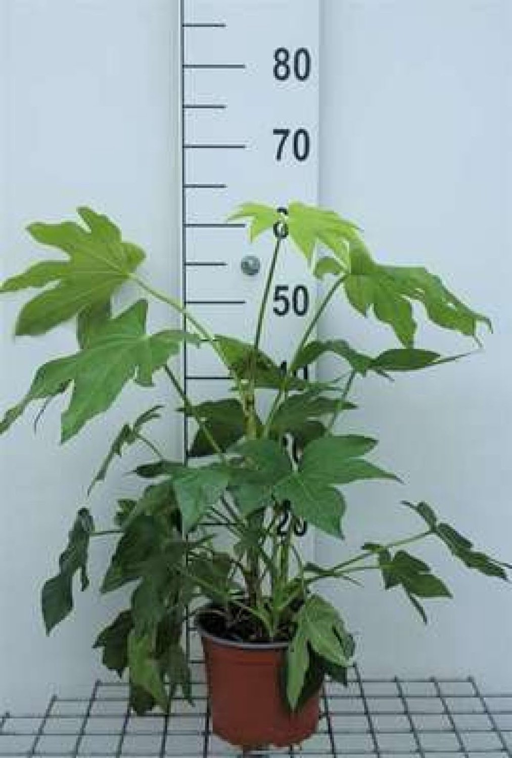 Vingerplant 40-60 cm - Fatsia japonica - Wintergroen - Prachtige bladeren - ServiceTopper