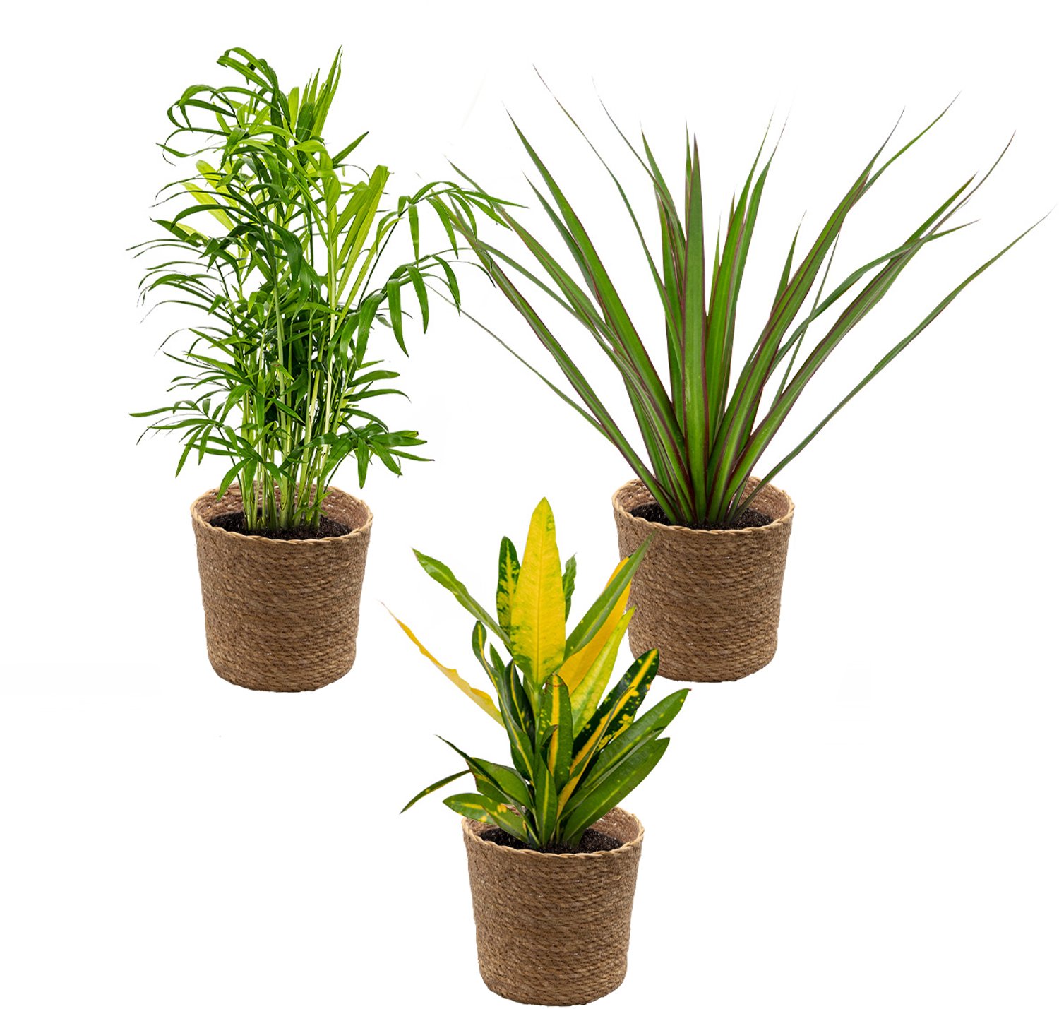 Bol.com Bloomique - Set van 3 - Tropische kamerplanten mix Incl. Zeegras Mand Lux – Luchtzuiverend – - 25-40 cm - Pot 12 cm - Ho... aanbieding
