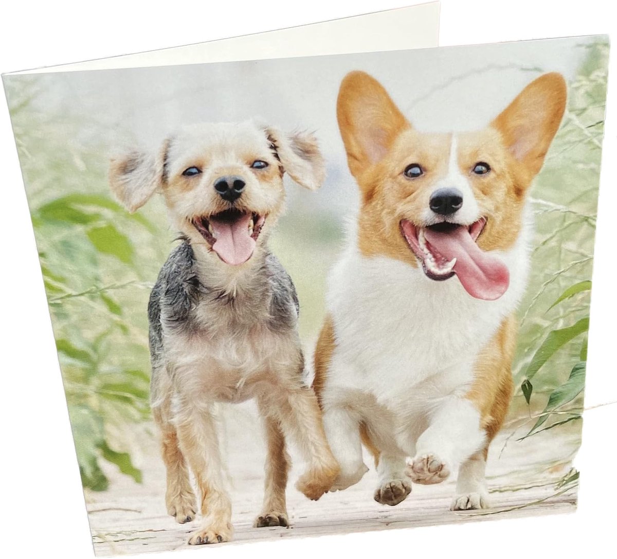 Happy running dogs square blank birthday card - ShopVlot