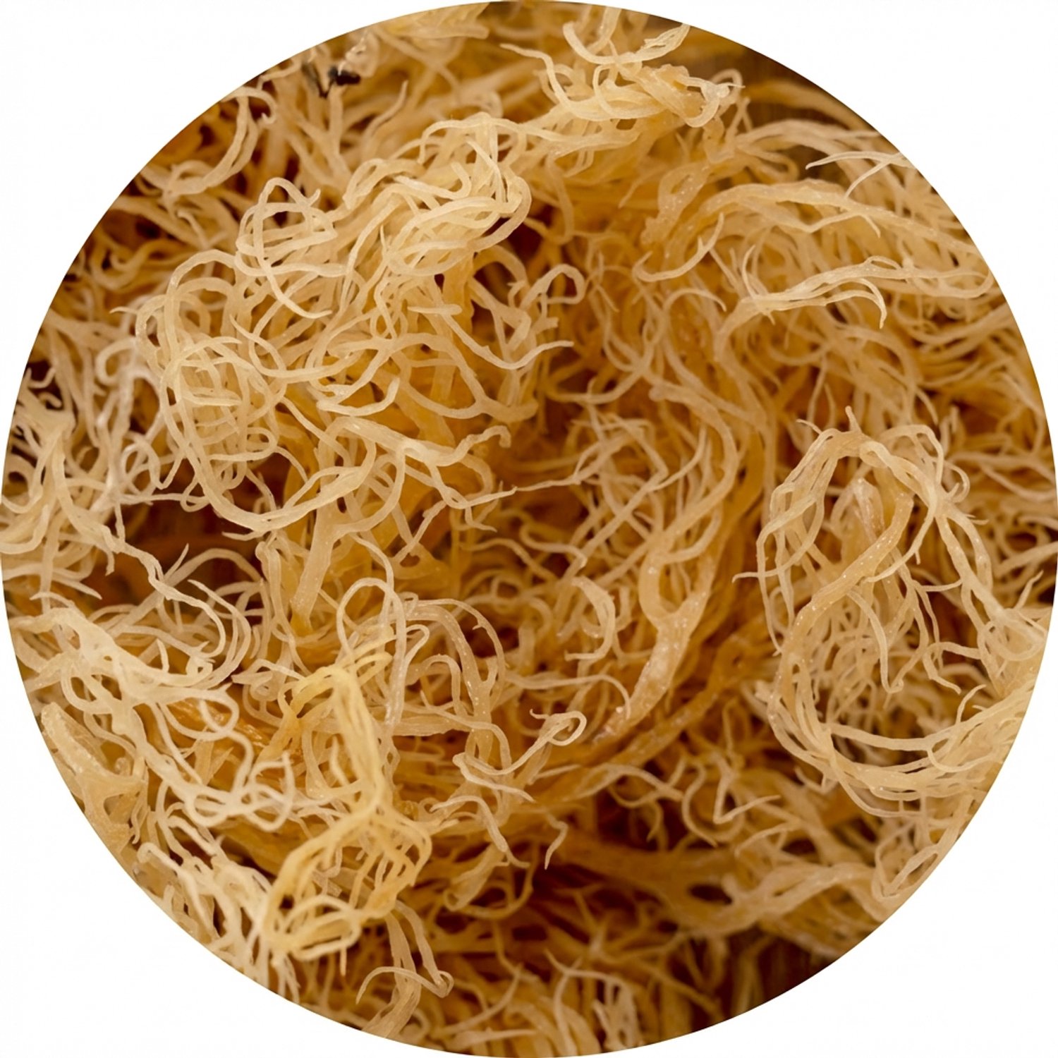 Sam's Superfoods - Irish moss ( Iers mos ) - Biologisch - 250 gram