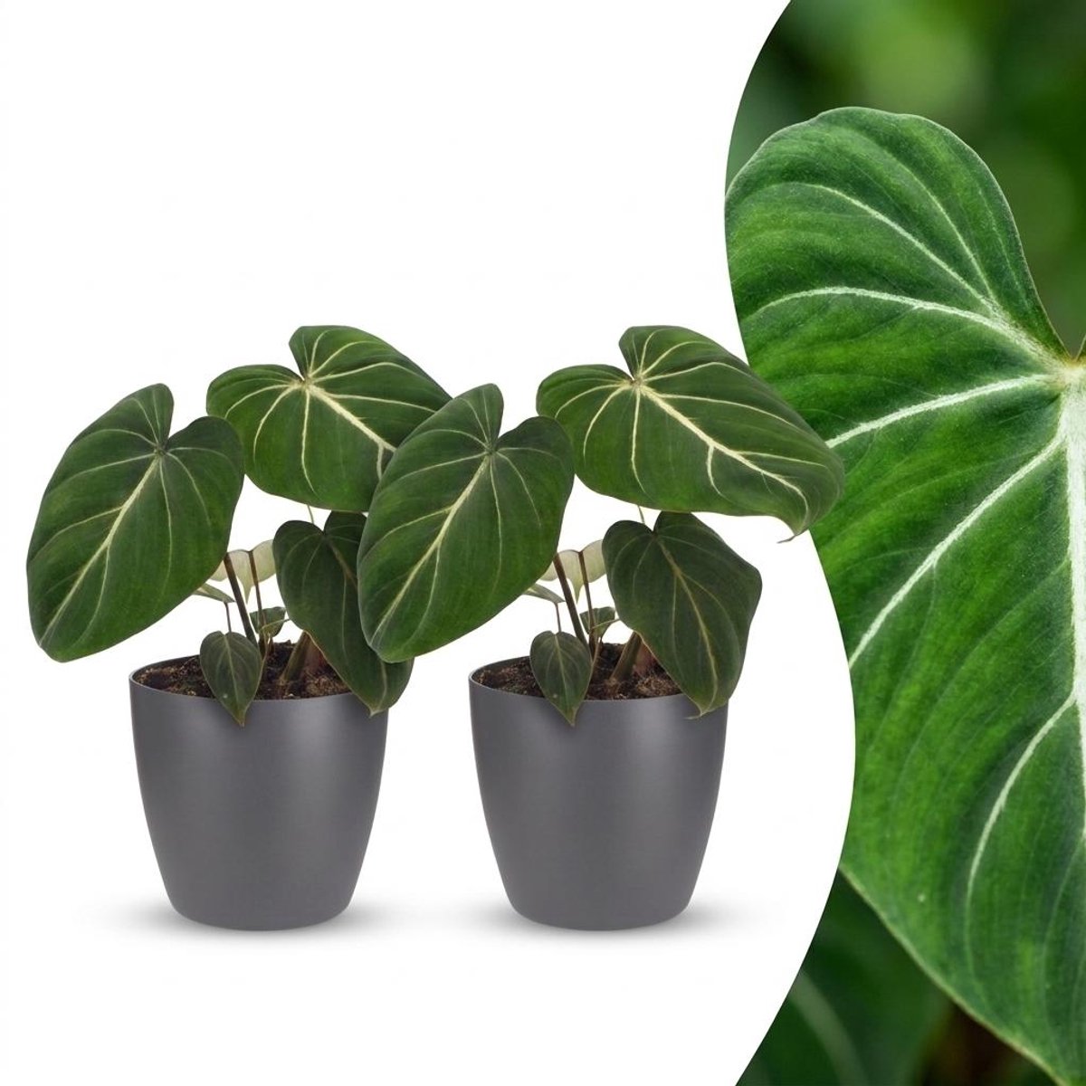 Green boutiQ - Philodendron Gloriosum - Glorie Philodendron - 2 Planten - met Potter Grijs - Pot 12cm - Hoogte - 25cm