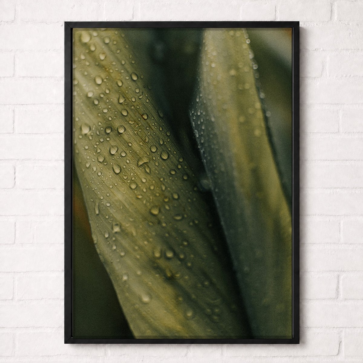 Groen Blad met Regendruppels Poster - Botanical Nature Collection - Natuur Posters - A2+ 43,2 x 61 cm
