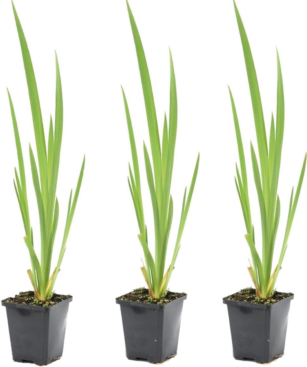 Gele Lis Vijverplanten - Iris Pseudacorus Waterplant - Vijver Aankleden - Winterharde Oeverplant - 20-30 cm Hoog - Geel