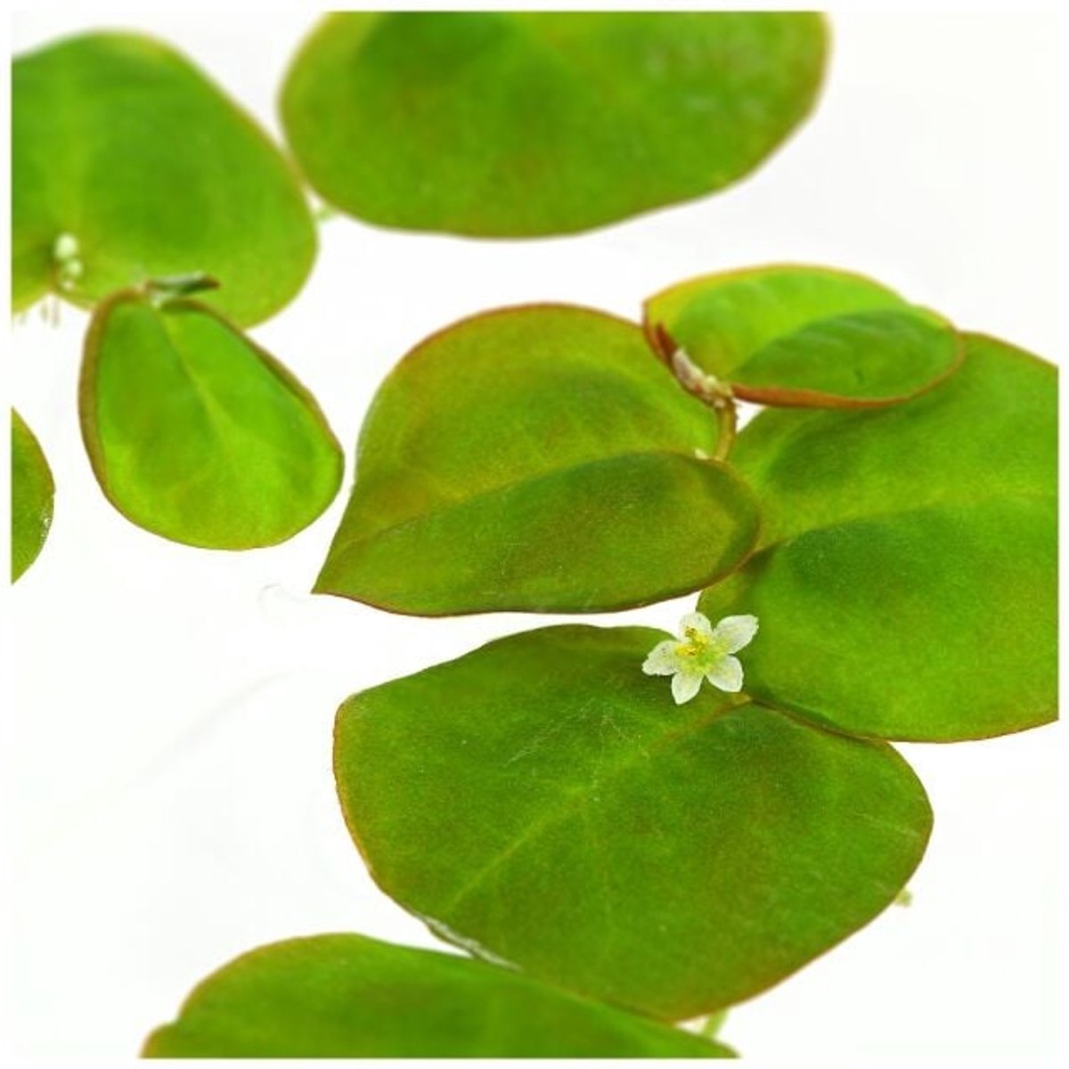 Aquaflora Phyllanthus | Fluitans | Drijfplant