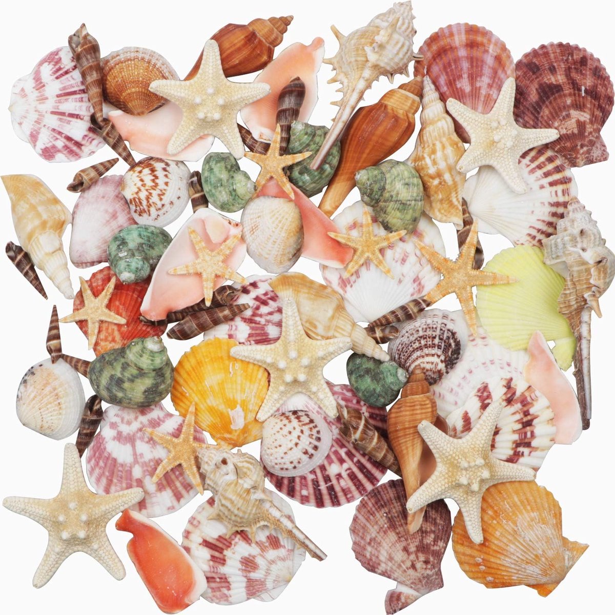 SnelShoppen - Zeeschelpen Mix 70+ Stuks, 9 Soorten Natuurlijke Schelpen en 2 Sterrenbeelden 3-9cm voor Vaasvullers, Strandthema Feest, Bruiloft Decora