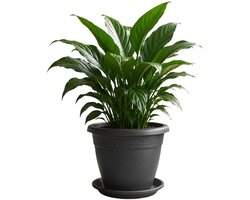 Forte Plastics bloempot met onderschaal - antraciet - rond - D50 x H40 cm - kunststof - plantenpot