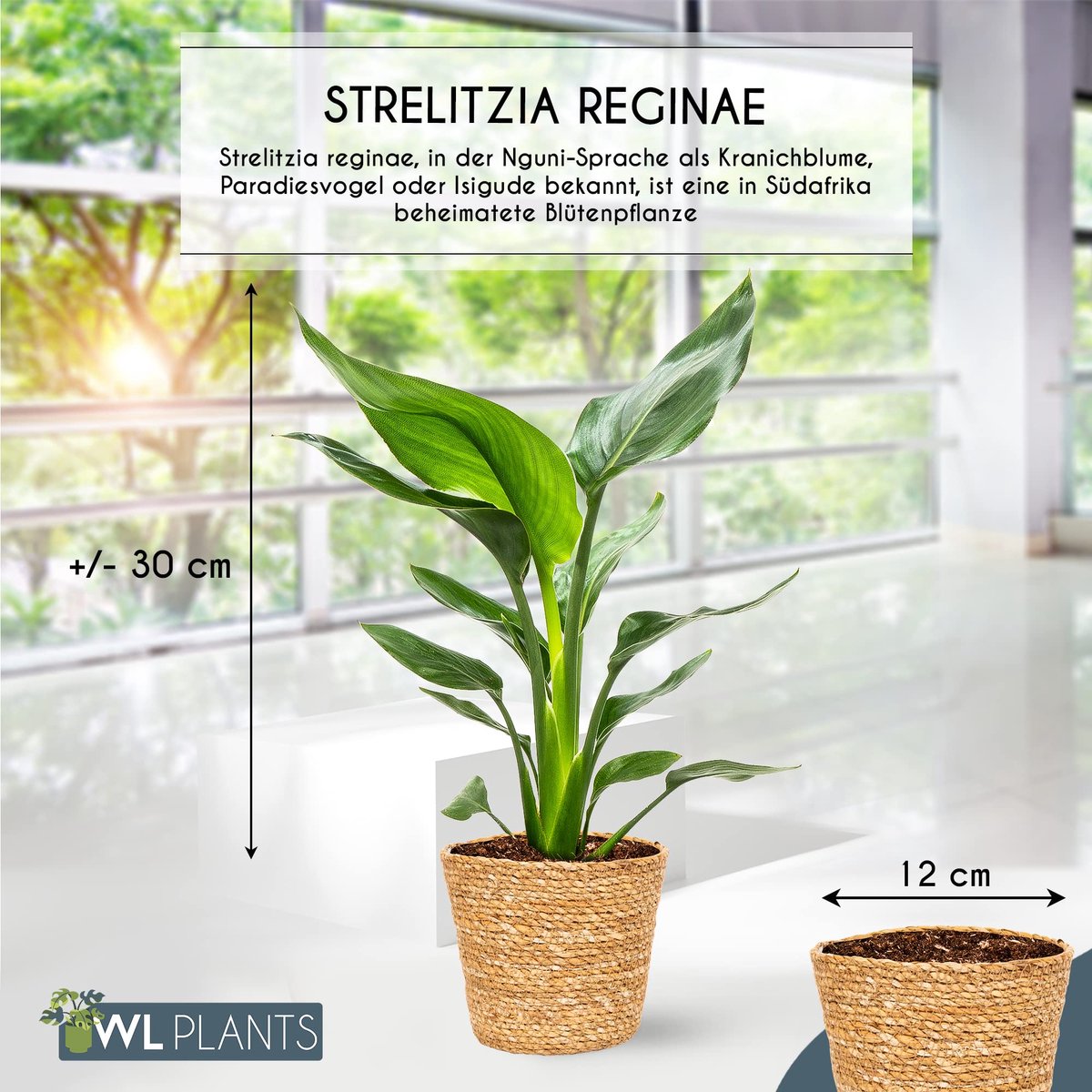SnelShoppen - Strelitzia Reginae - Paradijsvogelbloem - Luchtzuiverende Kamerplant in Bruine Mand - ± 35cm Hoog - 12cm Diameter - Perfect voor Thuis e