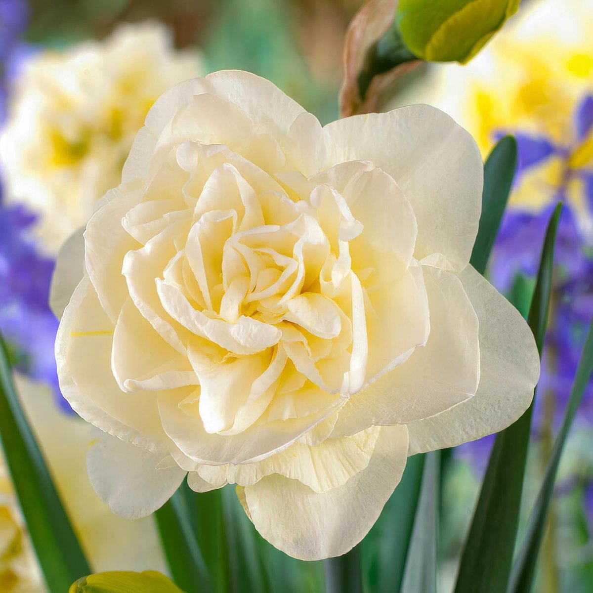 Narcissen Bloembollen Winterhard - Obdan - 25 stuks - Wit - Bloem Bollen Mix - Paasbloemen Meerjarig