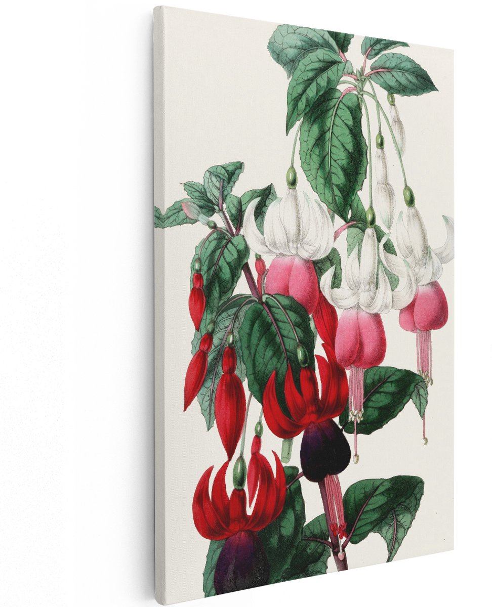 Artaza Canvas Schilderij Bloemen - 100x150 cm - Groot - Wanddecoratie Fuchsia - Muurdecoratie Vintage - Decoratie Botanische Illustratie - Rood Wit