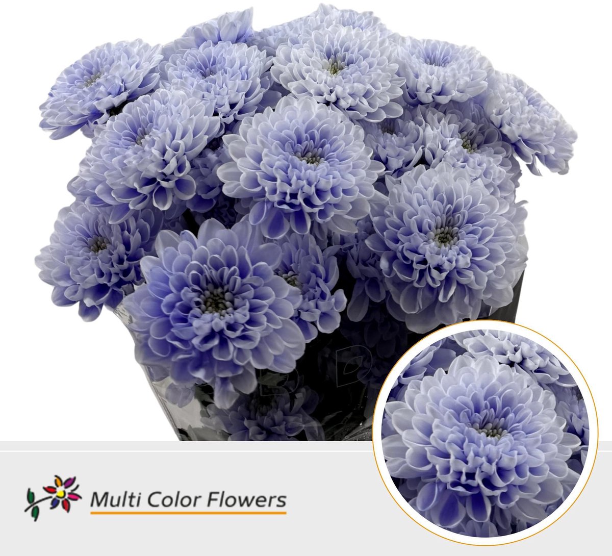 10x Chrysant overig 60cm