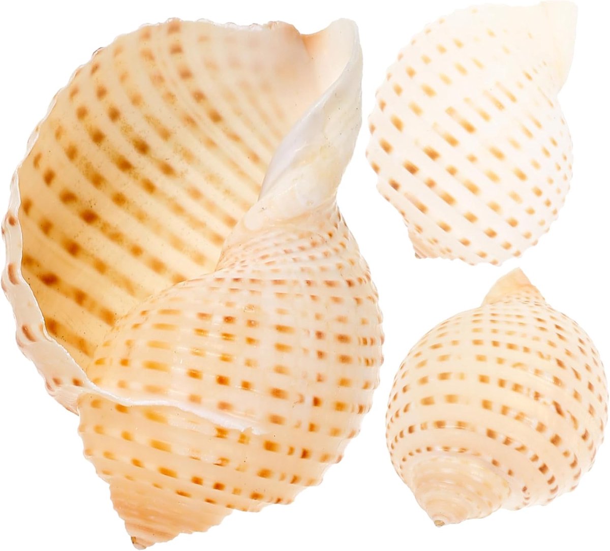 Schelp aquariumdecoratie, 3 stuks, schelp voor aquarium, slakkenhuizen om te knutselen, doe-het-zelf conch craft voor vistank, terrarium, woonkamer en zee decoratie