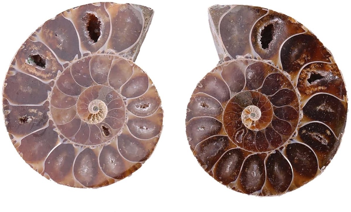 2Pcs Ammoniet Fossiele Specimen Ammoniet Echte Dinosaurus Fossielen Shell Madagaskar Natuurlijke Stenen en Mineralen Onderwijs Specimens Mineraal Specimen (4cm) (Diameter 4cm)