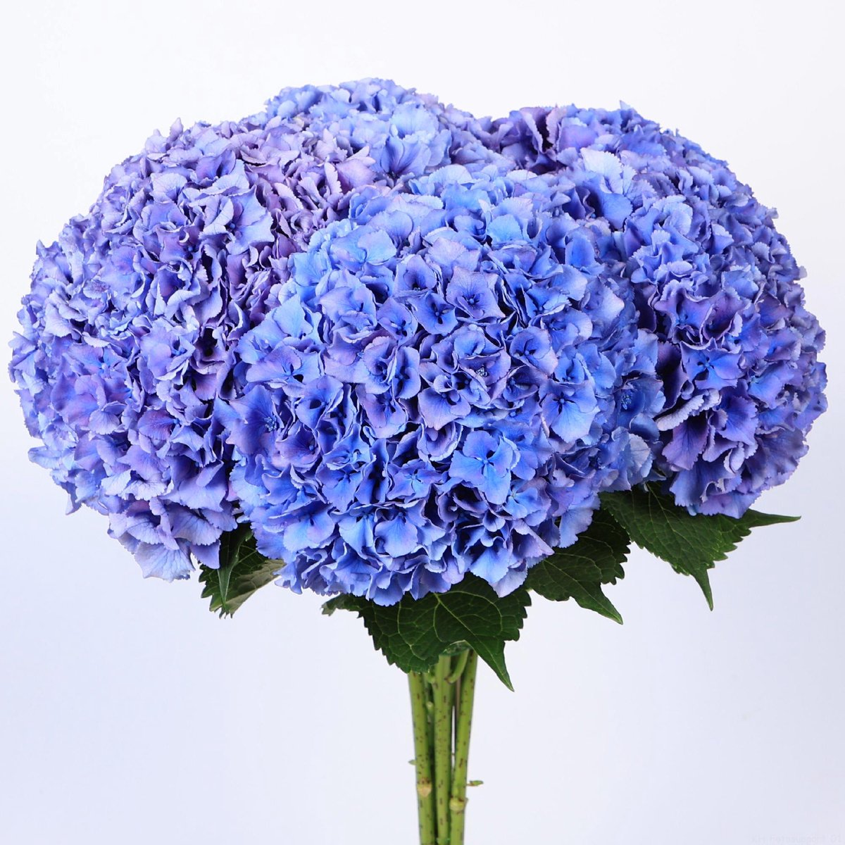 10x Hydr.royal parade 60cm