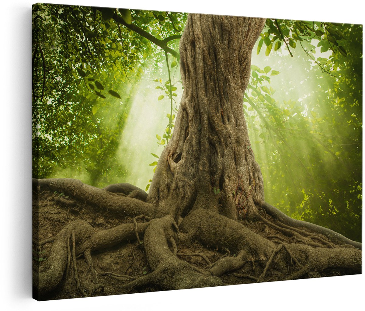 Artaza Canvas Schilderij Grote Boom In Het Bos Met Wortels - 180x120 cm - Groot - Foto Op Canvas - Wanddecoratie Woonkamer