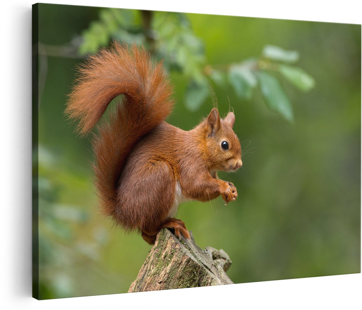 Artaza Canvas Schilderij Eekhoorn op een Boomstam in het Bos - 150x100 cm - Groot - Wanddecoratie Woonkamer - Schilderijen - Muurdecoratie