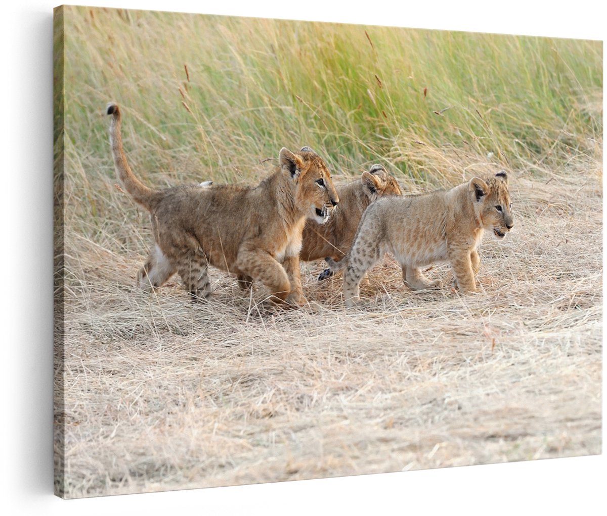 Artaza Canvas Schilderij Drie Leeuwen Welpen in het Gras - 150x100 cm - Groot - Foto Op Canvas - Wanddecoratie Woonkamer